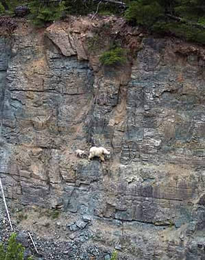 Rocky Mountain Goats at Goat Lick